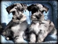 Pure bred puppies, especially rare ones, usually sell at premium prices, but if you are in the market and see one online at a discount, you might bite on the offer. Schnoodle, Whoodle & Cockapoo Puppies Brittish Columbia Canada