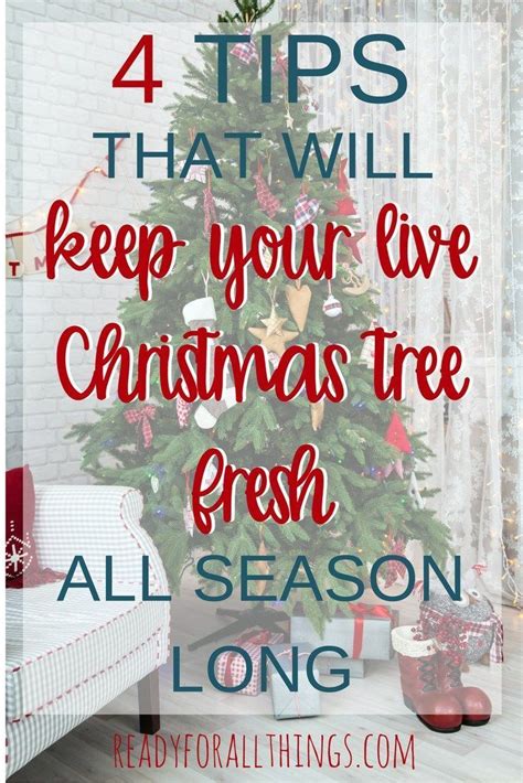 4 Ways To Keep Your Live Christmas Tree Fresh All Season Live