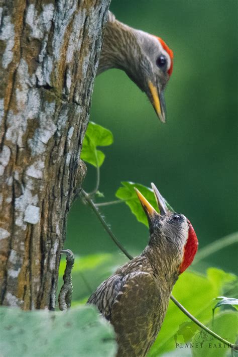 Streak Throated Woodpecker Species Streak Throated Woodpe Flickr
