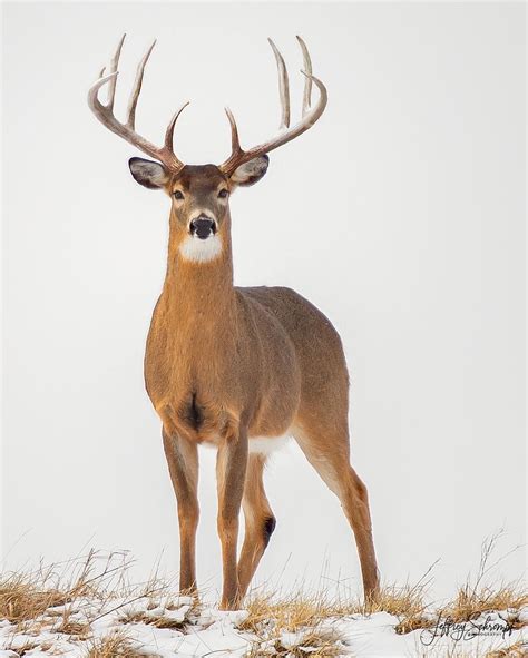 👈🏼view More King This Big Buck And I Locked Eyes As He Was Coming Over