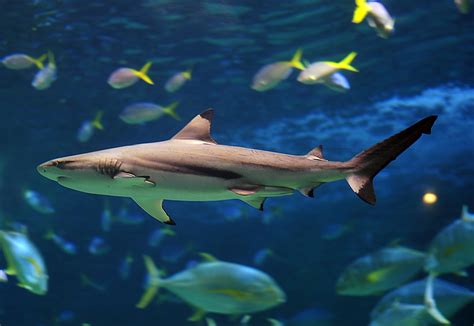Blacktip Reef Shark Carcharhinus Melanopterus