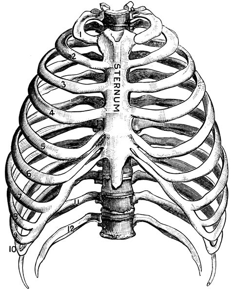 Structure of a typical rib: Thorax | ClipArt ETC
