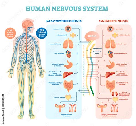 Human Nervous System Medical Vector Illustration Diagram With Parasympathetic And Sympathetic