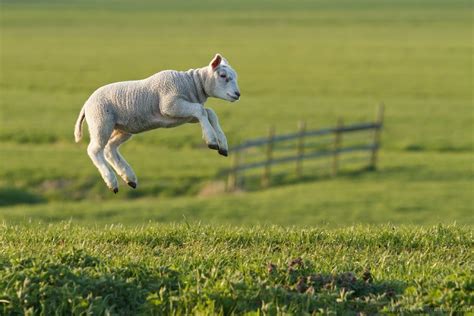 16 Levitating Lambs Roeselien Raimond Nature Photography
