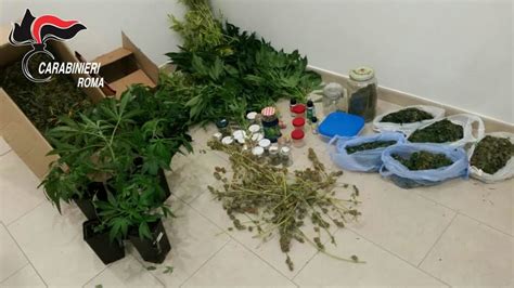 Tutto quello che devi sapere sulla coltivazione della cannabis: Monteverde, tre serre in casa per coltivare marijuana ...
