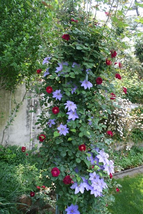Combinations That Double The Impact Of A Garden Roses And Clematis