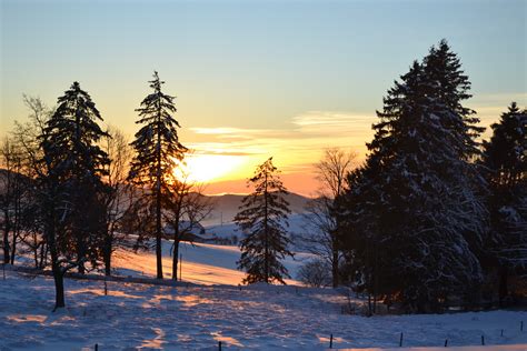 Free Images Landscape Tree Snow Cold Winter Sky Sun Sunrise