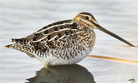 Snipe Birds Making A Rare Appearances This Week