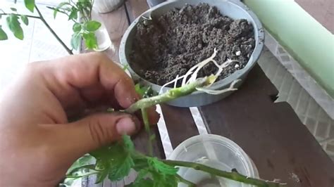Use Um Galho De Tomateiro E Crie Uma Nova Planta Youtube