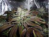 Photos of Marijuana Indoor Seeds