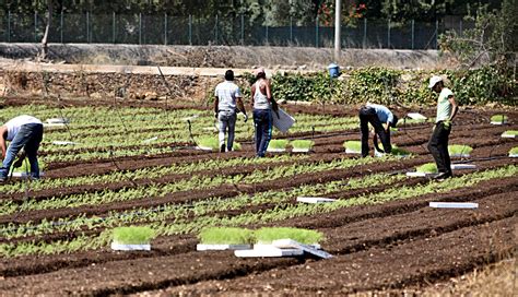 Allarme Caporalato In Sicilia Il 50 Dei Braccianti Agricoli Lavora In