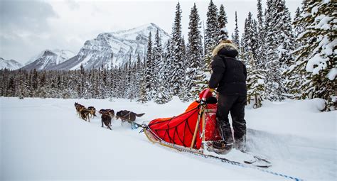 Dog Sledding In Lake Louise Banff And Lake Louise Tourism