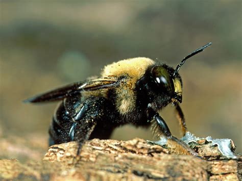 How To Get Rid Of Carpenter Bees Stings And Information