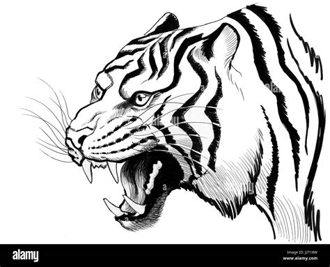 Angry Tiger Stock Photo Alamy