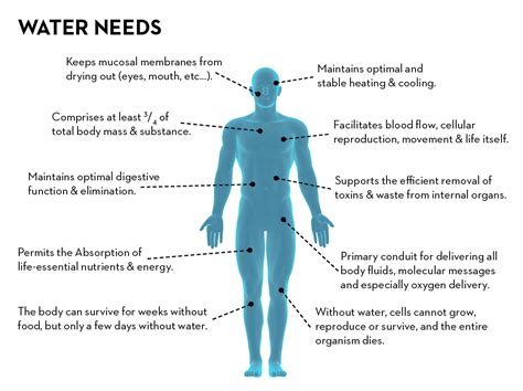 Your body uses water in all its cells, organs, and tissues to help regulate temperature and maintain other bodily functions. Water needs | Alimentarium