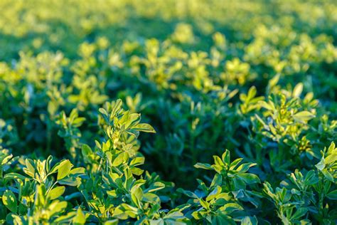Alfalfa Stand Establishment Series The Importance Of Field Selection