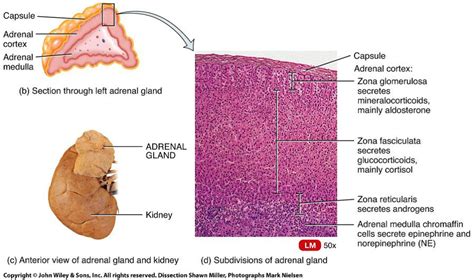 The Adrenal Medulla Of The Adrenal Gland Epinephrine