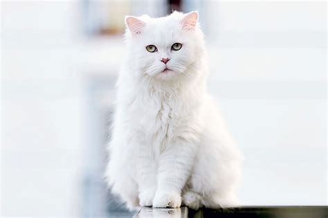 Turkish Angora Cat Breed Information And Characteristics Daily Paws