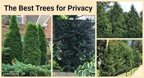 The Best Trees For Privacy Screening In Big And Small Yards Best