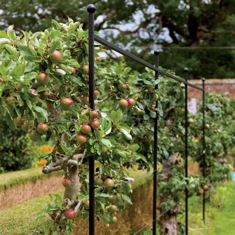 Harrod Espalier Growing Frame With Images Espalier Fruit Trees