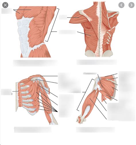 Muscles Of The Upper Limb Pectoral Girdle Diagram Quizlet