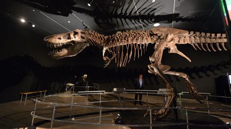 Archaeologists Excavate 100 Million Old Dinosaur Fossils In Meghalaya