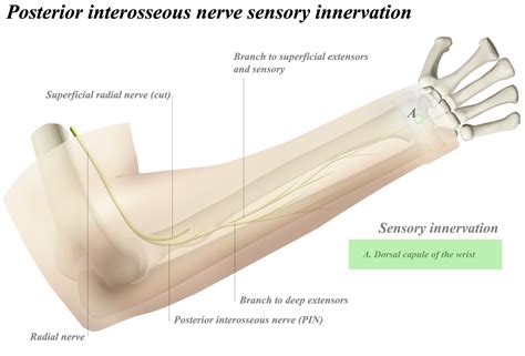 Posterior Interosseous Nerve Anatomy Medbullets Step 1