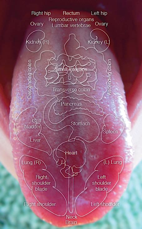 Ayurvedic Tongue Diagnosis Chart