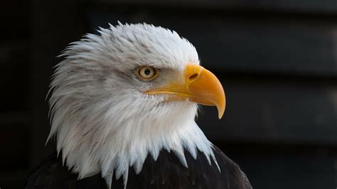 Bald Eagle Peregrine Falcon Among 19 Animals Off Ny Endangered List