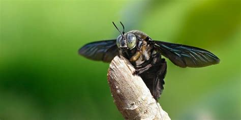 Black Carpenter Bees All You Need To Know About The Big Black Bee