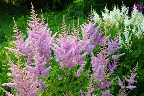 32 Gorgeous Pink Perennial Flowers That Will Bloom Forever