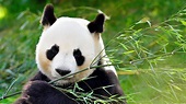Baby Panda's First Year - Discovery UK