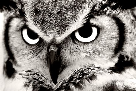 Great Horned Owl In Black And White Photograph By Jill Lang Fine Art