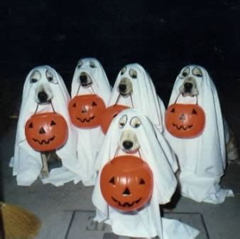 Maybe you would like to learn more about one of these? Funny Halloween Pictures, Trick Or Treat Images, Pics - page 3