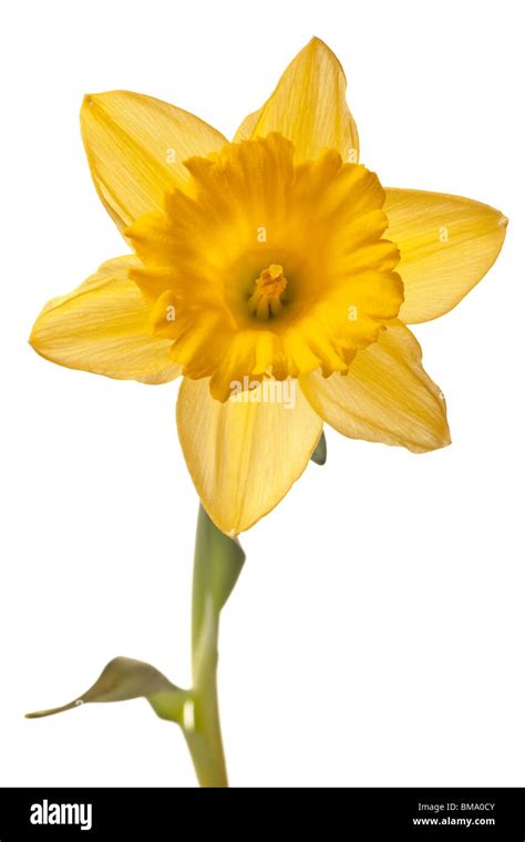 Yellow Daffodil Isolated On A White Background Stock Photo Alamy