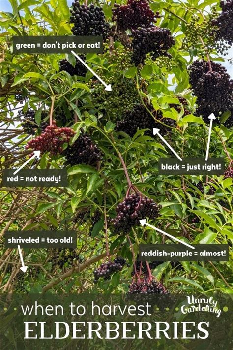 Elderberries How To Harvest Preserve And Use Free Printable Cheat