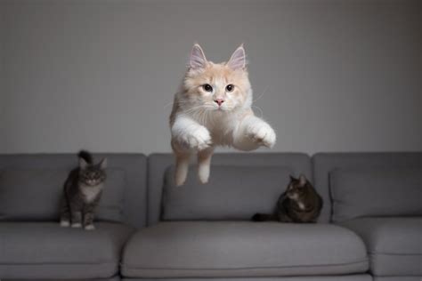 How High Can Cats Jump Cuteness