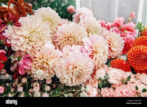 Beautiful Bouquet Of Pink Dahlias Of Different Varieties The Work Of