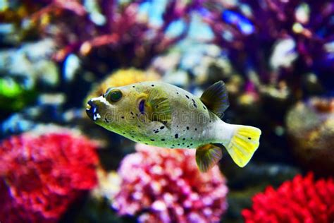Blowfish Or Puffer Fish In Ocean Stock Image Image Of Diodon