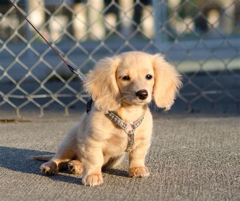 63 Cream Longhaired Dachshund Puppies Pic Bleumoonproductions