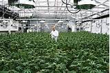 Images of Growing Marijuana In Washington State