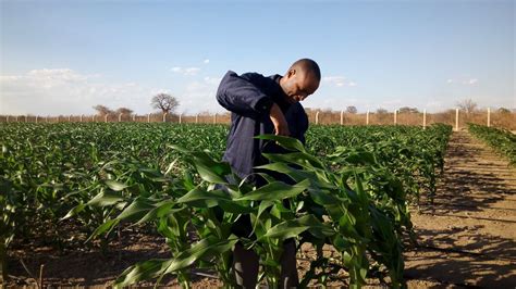 African Farmers Want Gmo Seeds To Help Weather Climate Change Genetic