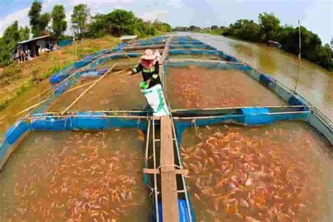 Fish Farms Fish Farming Information And Resources