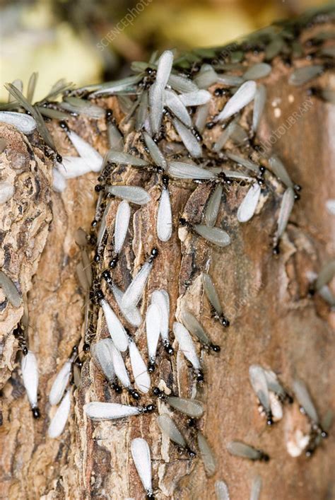 Subterranean Termites Swarming Stock Image F0313163 Science