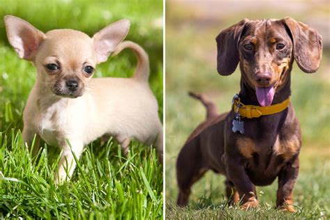 Just Perfect—internet Obsessed With Dachshund And Chihuahua Mix