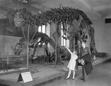 Visitors Viewing Brontosaurus Skeleton Natural History Museum History