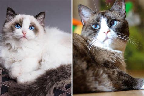 Comparison Of The Two Ragdoll Snowshoe Cat All You Have To Know