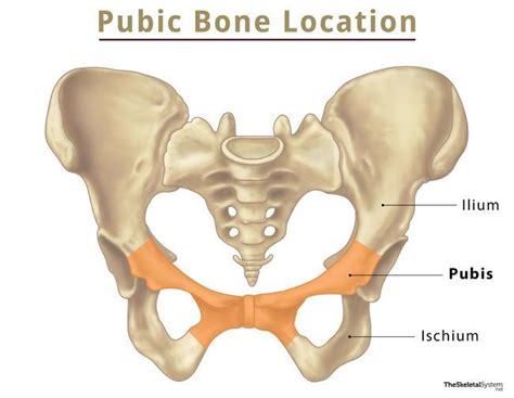 Pubis Pubic Bone Anatomy Location Functions Diagram