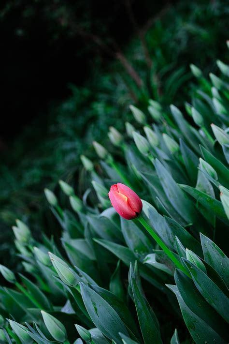 Tulip Flowers Bloom Spring Hd Phone Wallpaper Peakpx