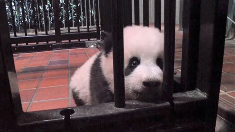 A Three Month Old Panda Cub Born In A Zoo In Tokyo Has Been Named